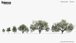 Quercus suber Cork oak 3D Model