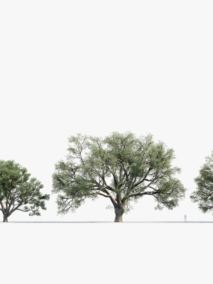 quercus-suber-cork-oak-3d-model-3d-model-15158d705e