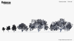 Quercus suber Cork oak 3D Model