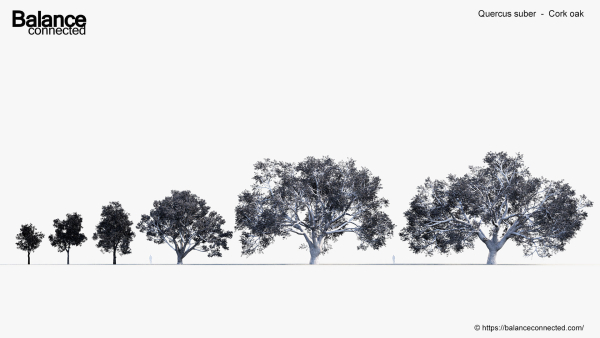Quercus suber Cork oak 3D Model