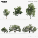 Quercus suber Cork oak 3D Model
