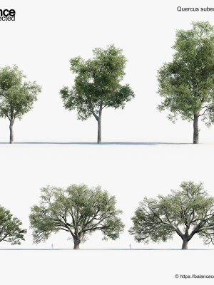 Quercus suber Cork oak 3D Model