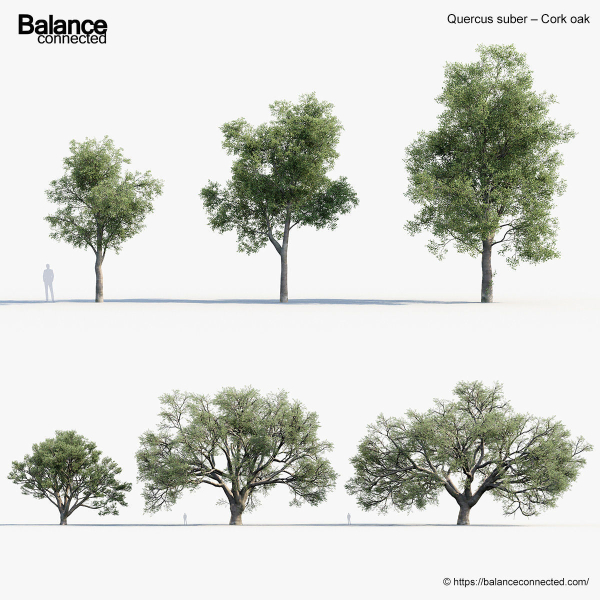 Quercus suber Cork oak 3D Model