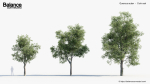 Quercus suber Cork oak 3D Model