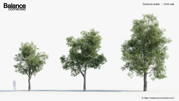 Quercus suber Cork oak 3D Model