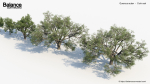 Quercus suber Cork oak 3D Model