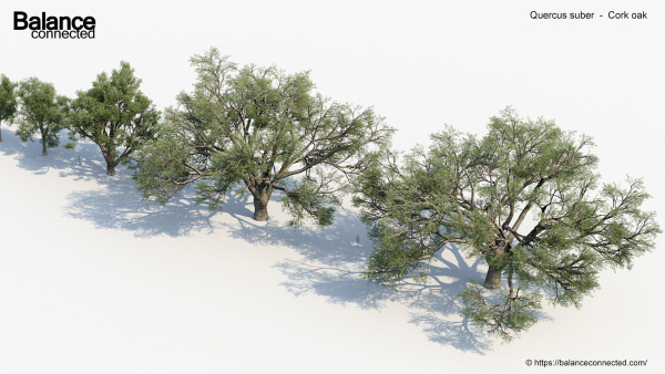Quercus suber Cork oak 3D Model