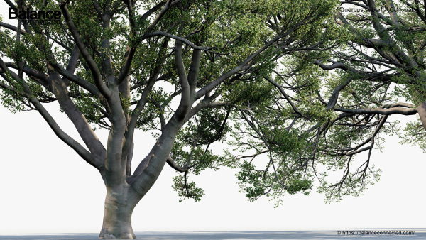 Quercus suber Cork oak 3D Model