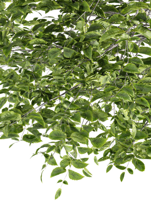 quercus-variabilis-2tree03-3d-model-max-obj-fbx-mat