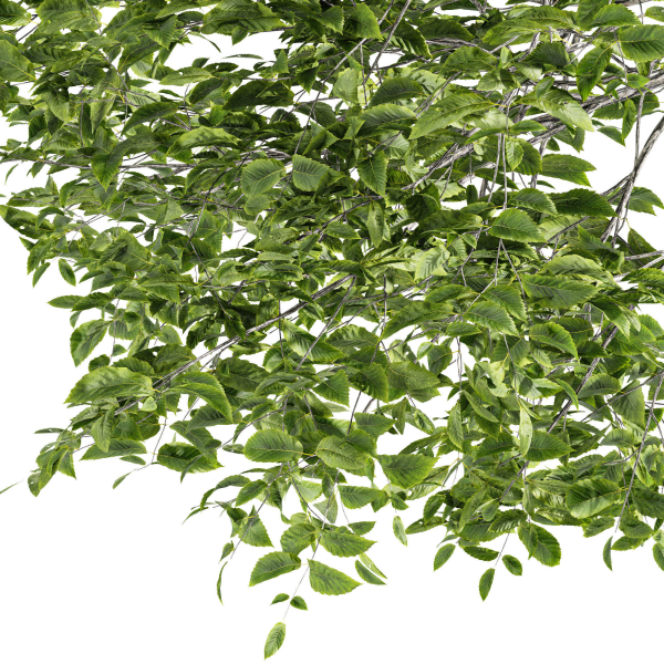 Quercus Variabilis 2tree03
