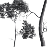 Quercus Variabilis 2tree03