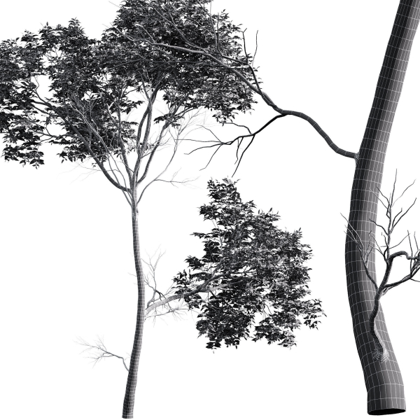 Quercus Variabilis 2tree03