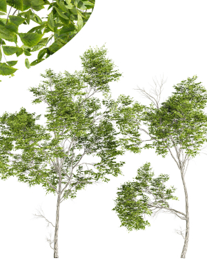 Quercus Variabilis 2tree03