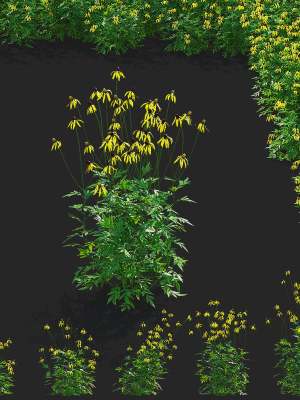Ratibida pinnata flower