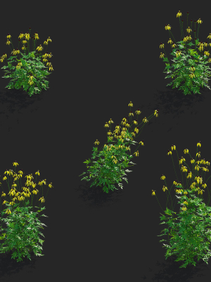 ratibida-pinnata-flower-3d-model-328434b1c7