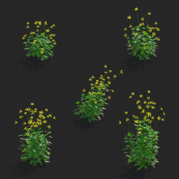 Ratibida pinnata flower