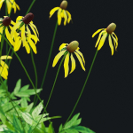 Ratibida pinnata flower