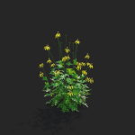 Ratibida pinnata flower
