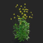 Ratibida pinnata flower
