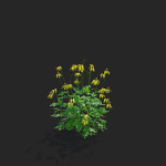 Ratibida pinnata flower