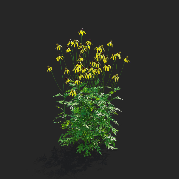 Ratibida pinnata flower