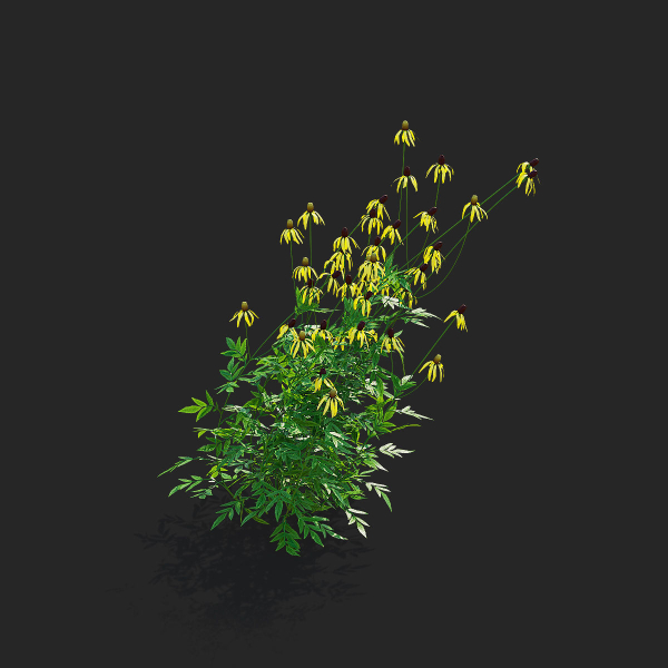 Ratibida pinnata flower