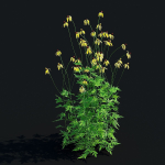 Ratibida pinnata flower