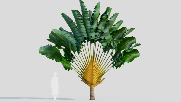 Ravenala madagascariensis a