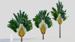 Ravenala madagascariensis a