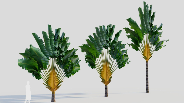 Ravenala madagascariensis a