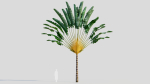 Ravenala madagascariensis a