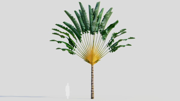 Ravenala madagascariensis a