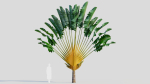 Ravenala madagascariensis a