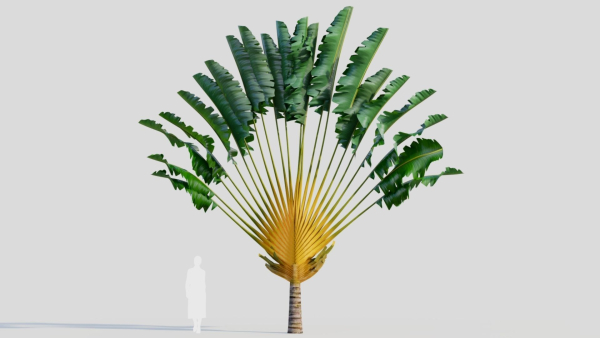 Ravenala madagascariensis a