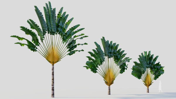 Ravenala madagascariensis a