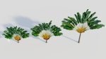 Ravenala madagascariensis a