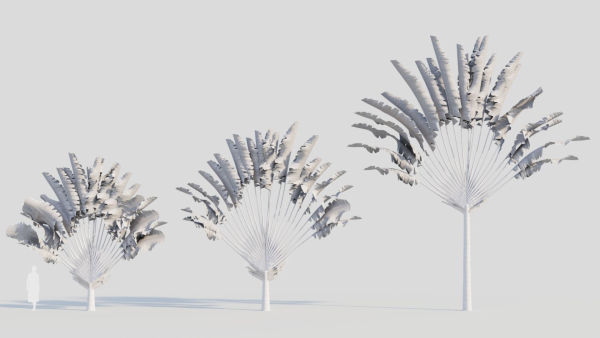 Ravenala madagascariensis a