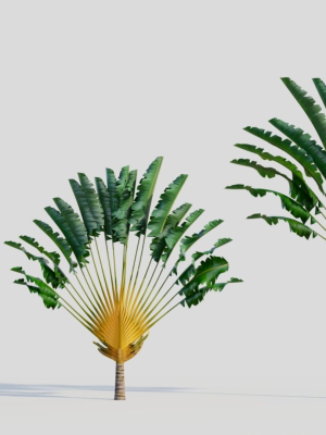 Ravenala madagascariensis a