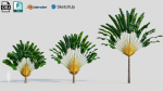 Ravenala madagascariensis a