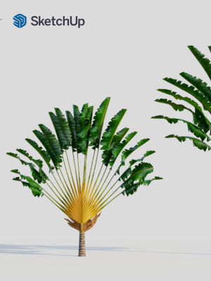 ravenala-madagascariensis-a-3d-model-f7428268e5