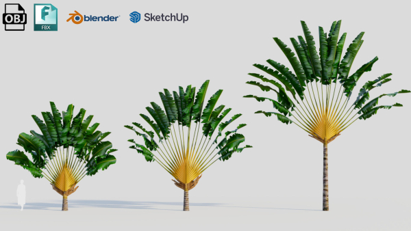 Ravenala madagascariensis a