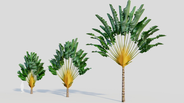 Ravenala madagascariensis a