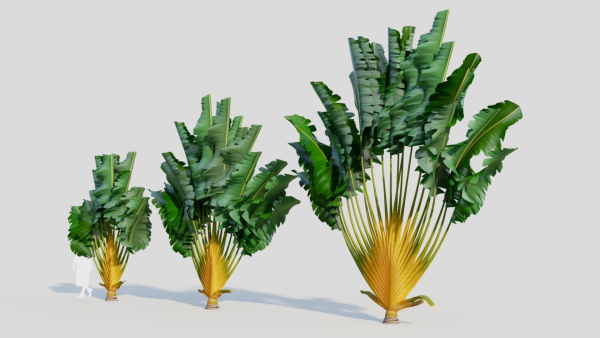 Ravenala madagascariensis b