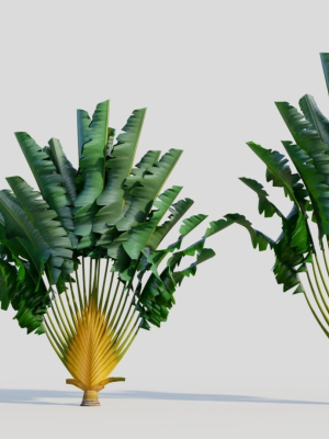Ravenala madagascariensis b