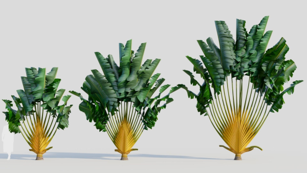 Ravenala madagascariensis b