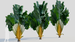 Ravenala madagascariensis b