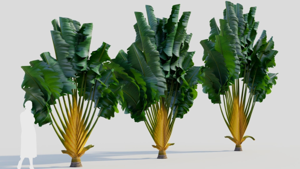 Ravenala madagascariensis b