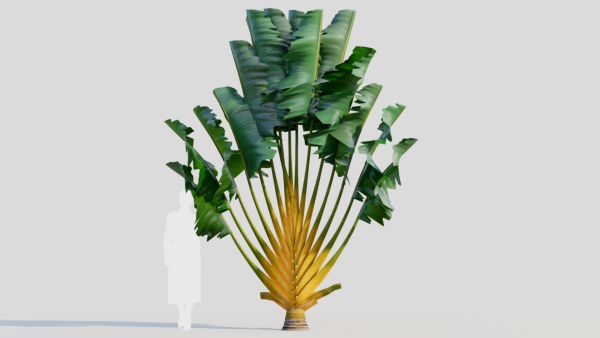Ravenala madagascariensis b