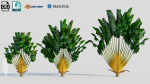 Ravenala madagascariensis b