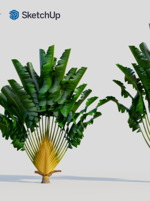 ravenala-madagascariensis-b-3d-model-9b22dbbd5f